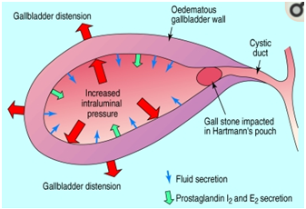 Imaging Anatomy and Pathology Assignment2.png